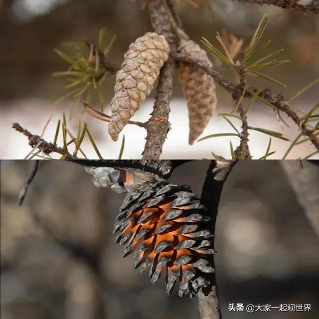 丁字裤（俄罗斯女人的毛皮丁字裤）