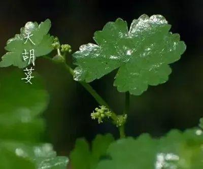 铜钱草的功效与作用（利湿退黄，利尿通淋）