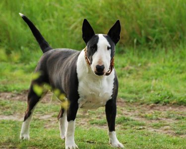 ​最凶猛的犬排名（世界上最凶猛的十大名犬分别是哪些）