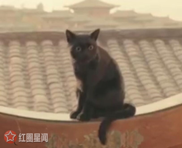 妖猫传猫妖是白龙 妖猫传白龙结局因痴恋杨贵妃而疯狂