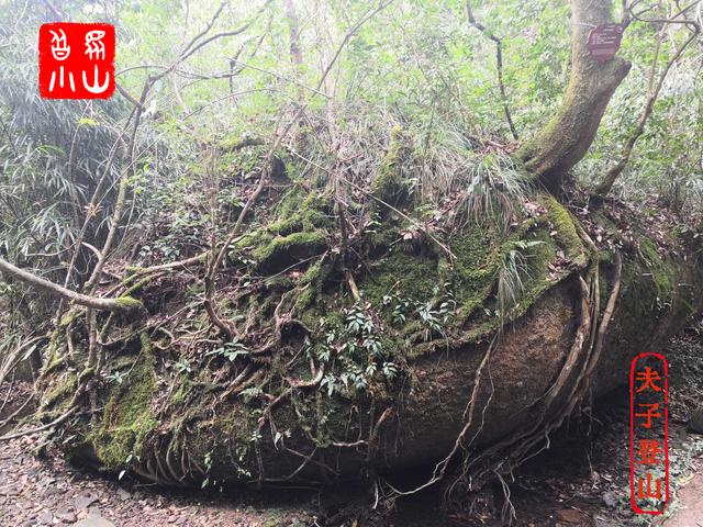 宁德适合去哪里爬山（宁德太姥山全景徒步攻略）(5)