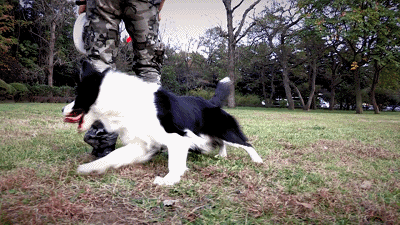 边牧犬怎么养护（边牧犬7大优点是它饲养率飙升的原因）(1)