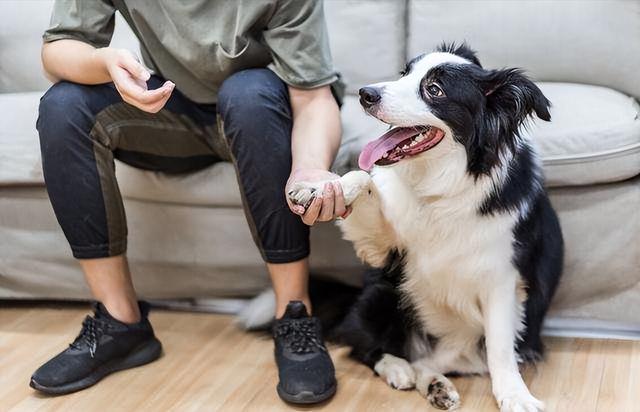 边牧犬怎么养护（边牧犬7大优点是它饲养率飙升的原因）(7)