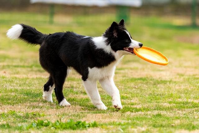 边牧犬怎么养护（边牧犬7大优点是它饲养率飙升的原因）(3)