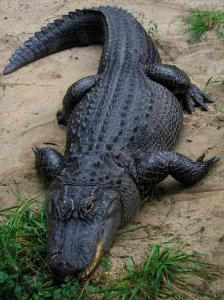 ​怎么区分短吻鳄和其他鳄鱼（短吻鳄和其他鳄鱼有什么区别）