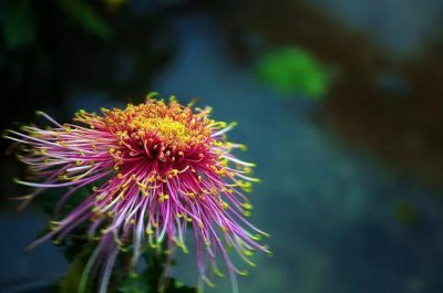 ​不是花中偏爱菊此花开尽更无花寓意（不是花中偏爱菊此花开尽更无花意思）