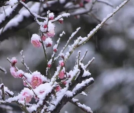 冬天开什么花呢