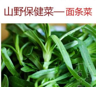 ​面条菜是什么菜,面条菜俗称什么菜面条菜什么地产