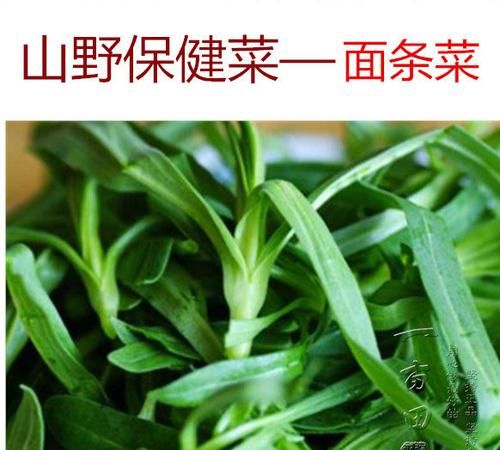 面条菜俗称什么菜面条菜什么地产