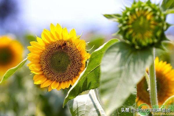 水养向日葵的花期有多长（向日葵什么时候开花）