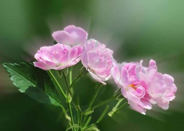 感情中喜欢沾花惹草的三大生肖（朝三暮四是什么生肖最准确）