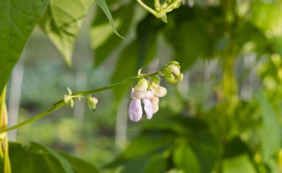 ​芸豆种植时间和方法（白不老芸豆种植时间和方法）