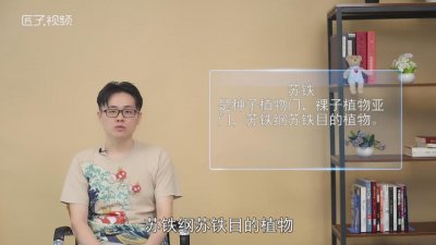 ​苏铁是什么植物图片 苏铁是什么植物纲