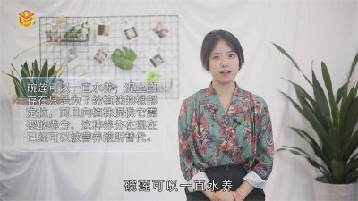 ​碗莲长叶子后多久换水 碗莲和什么一起养不用换水