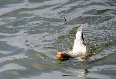 ​天气热钓鱼钓深还是浅好（夏天什么时间钓鱼是最佳时机）