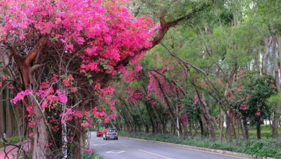 ​深圳的市花是哪个花（深圳市花三角梅堪称开花机器）