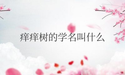 ​痒痒树的学名叫什么（痒痒树为什么一摸它就会动）