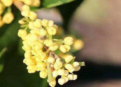 ​桂花树能在室内种植吗（桂花树的生长条件）