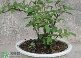 盆栽树莓怎么养？盆栽树莓的种植方法