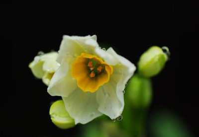 ​水仙花对家居环境的影响-水仙花的风水学应用