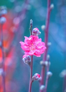 ​狮子座：你似春风百花闻，一掠山河万木生