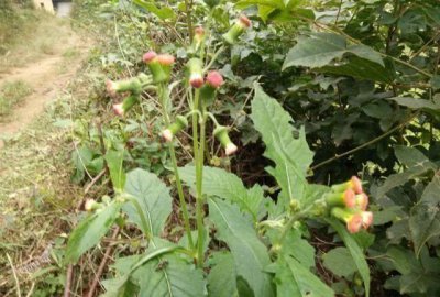 ​野茼蒿是一种怎样的植物,有什么利用价值?