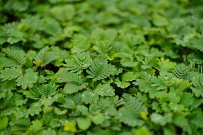 ​含羞草的特点（植物含羞草），含羞草图片