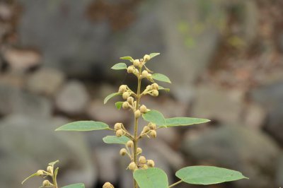 ​泡桐的花语和文化传说