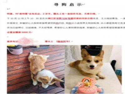 ​宠物狗被盗转卖，女子找上门协商，狗却被当面摔死：我花钱买的