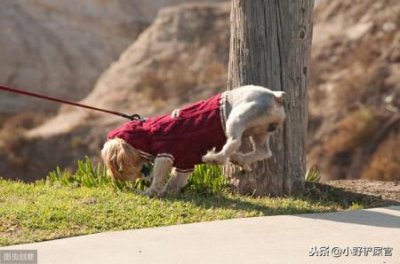 ​两千左右的柴犬是真是假