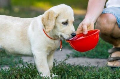 ​比熊犬呕吐应对：有效措施与护理建议