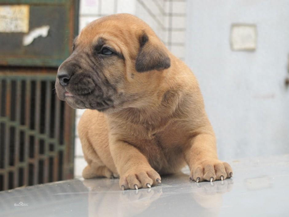 土佐犬是优秀的东方斗犬，它外表平静不易怒，对待同类比较凶猛